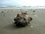 Knobbed Whelk on Ocracoke